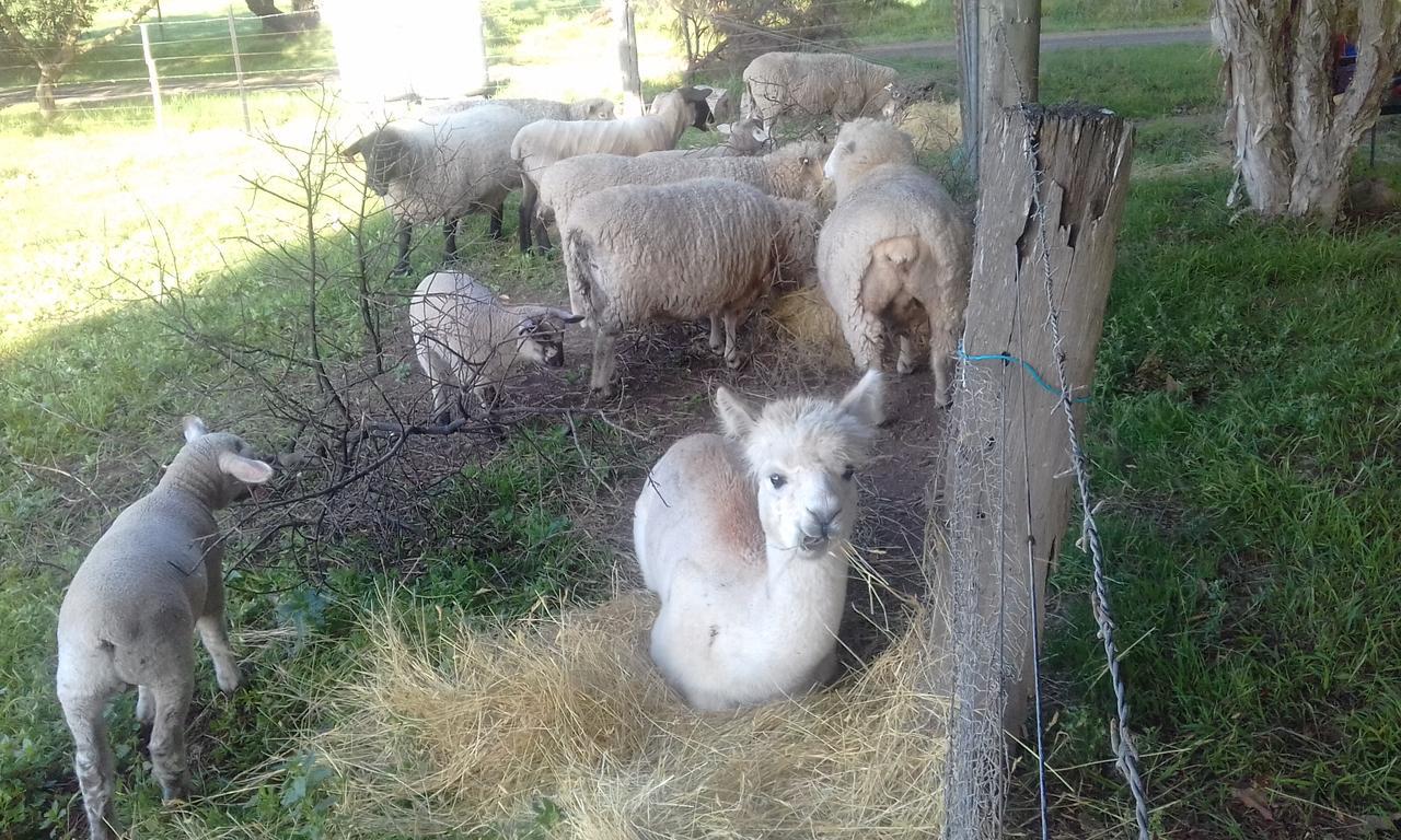 Ripples N Tonic Farmstay Ventnor ภายนอก รูปภาพ