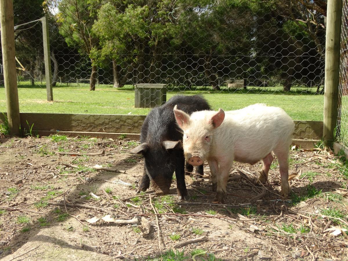 Ripples N Tonic Farmstay Ventnor ภายนอก รูปภาพ